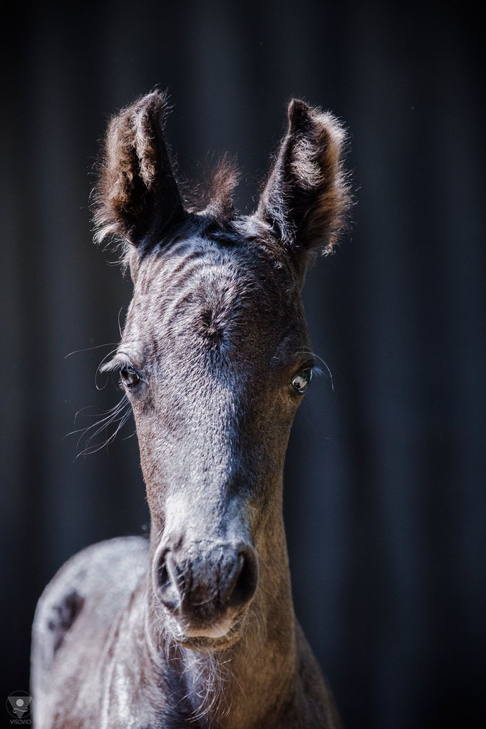 friesenfohlen drei Tage alt • www.visovio.de • #waldfriesen #forestfriesian