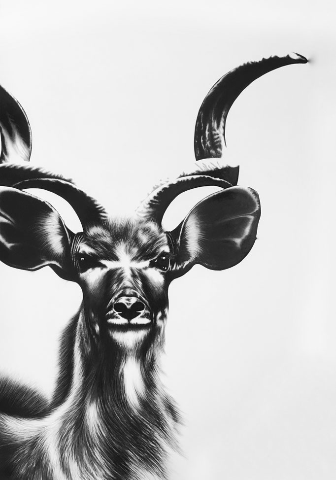 Kudu VI | 2017 | 100 x 70cm | Charcoal on Fabriano-papier | Private Collection: Switzerland (Sold)