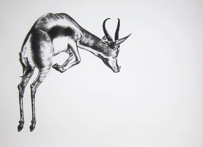 Pronk | 2016 | 0.9 x 1.4m | Charcoal on Paper  ****