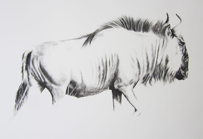 Wildebees in die Gras | 2015 | 62 x 93cm | Charcoal on Fabriano-paper  ***