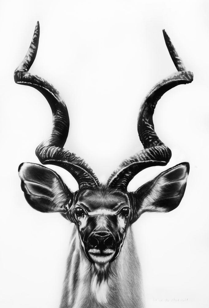 Kudu in Poland | 2020 | 100 x 70cm | Charcoal on Fabriano-papier ***