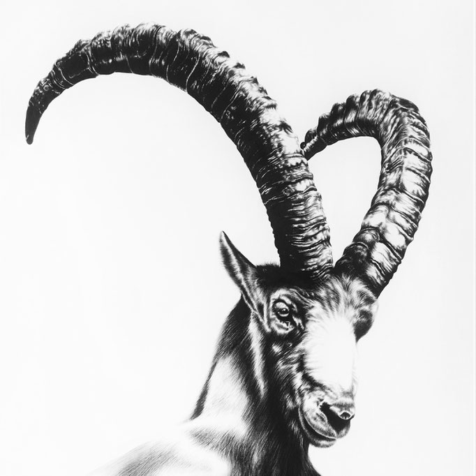 Proud Steinbock | 2016 |  70 x 70cm | Charcoal on Fabriano-paper ***