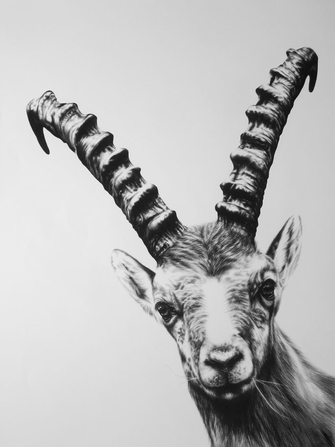 Silly Steinbock | 2016 | 90 x70cm | Charcoal on Fabriano-paper | Private Collection: Switzerland (Sold)