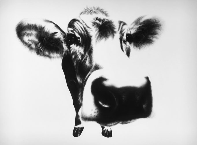 Curious Cow | 2016 |  0.7 x 1m | Charcoal on Fabriano-paper | Private Collection: Germany (Sold)