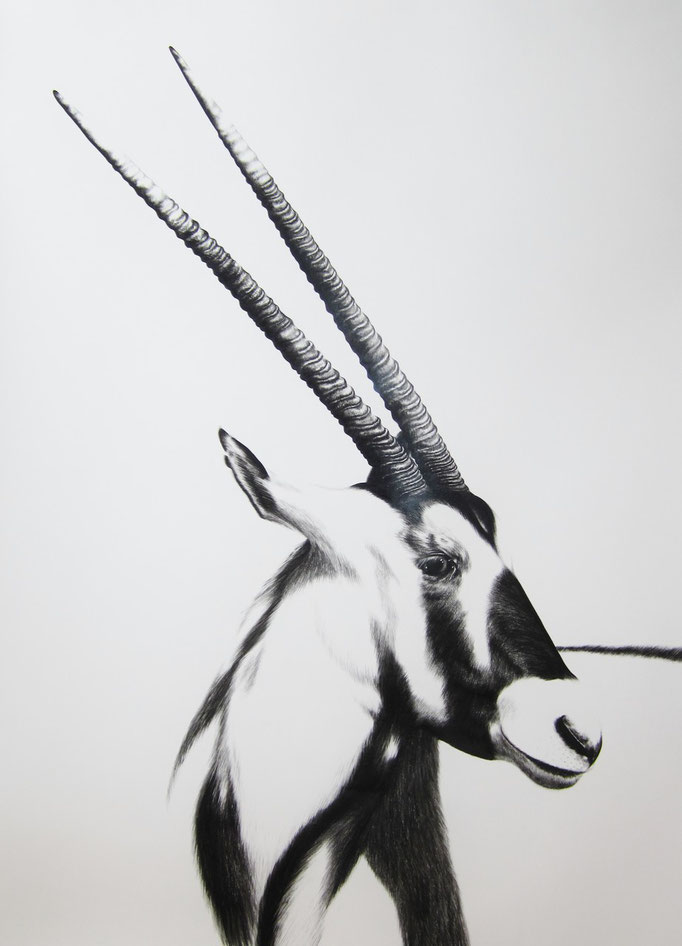 Gemsbok | 2015 | 63 x 95cm | Charcoal on Fabriano-paper  | Private Collection: Ennetbaden, Swtizerland (Sold)