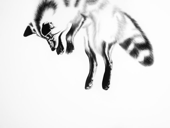 Pouncing Little Fox - Reverse Study | 2019 | 100 x 70cm | Charcoal on Fabriano-papier| Private Collection: Bergün, Switzerland (Sold)