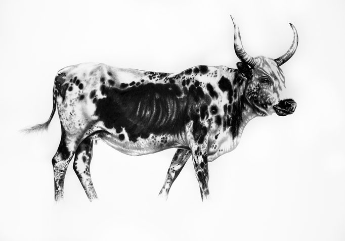 Nguni in the Grass | 2022 | 70 x 100cm | Charcoal on Fabriano-papier ***