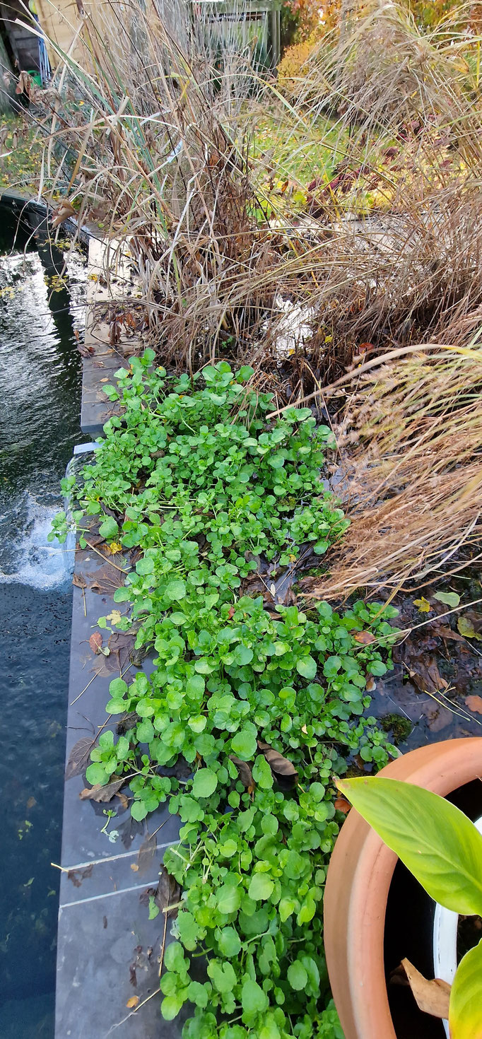 (c) D.Sepulchre La Buissière - Le bac à plantes filtrantes de la piscine naturelle de la Buissière est donc le lieu idéal pour la culture du cresson fontaine