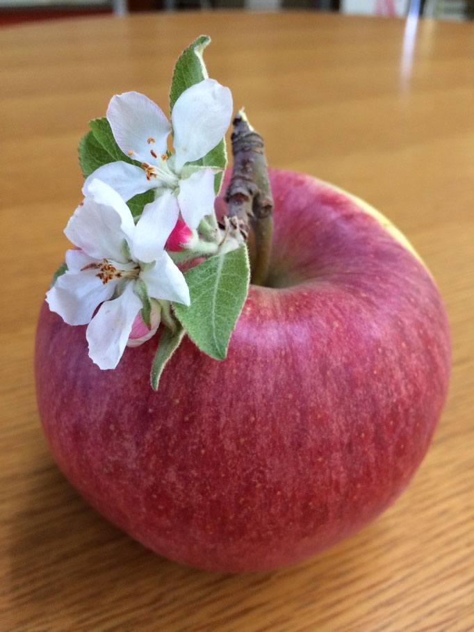 シナノドルチェです。  去年位より、収穫期にリンゴの花が咲いてしまうのです。リンゴの木も変な天気にパニックとなってるのでしょうか？