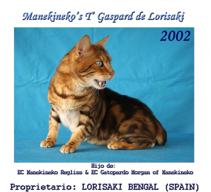 Manekineko's T-Gaspard, proprietario Lorisaki Bengals, spain