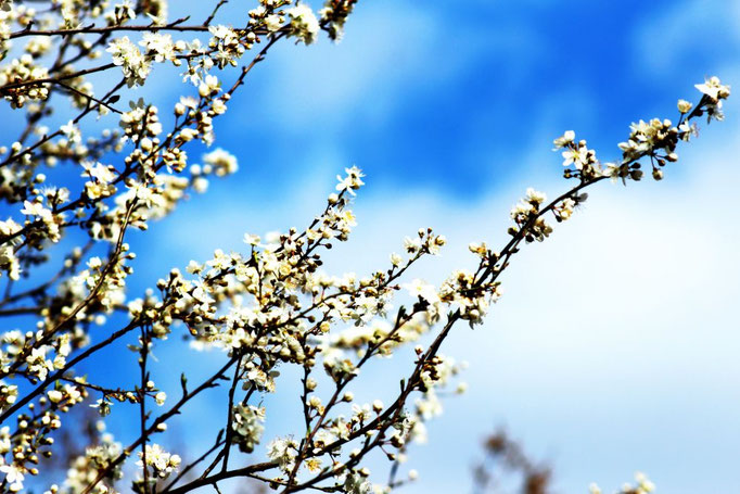 Frühling in Prag