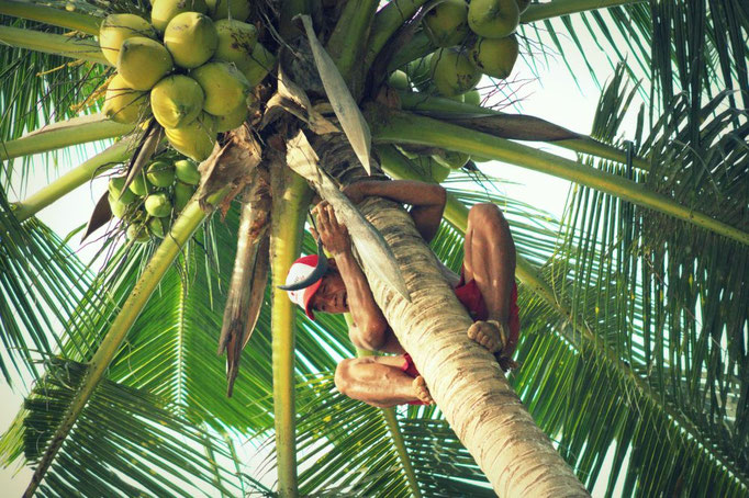 Kokosnussernte auf Nusa Penida