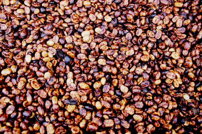 Kaffeeplantage in Monteverde, Costa Rica
