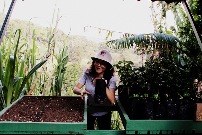 Kaffeeplantage in Monteverde, Costa Rica
