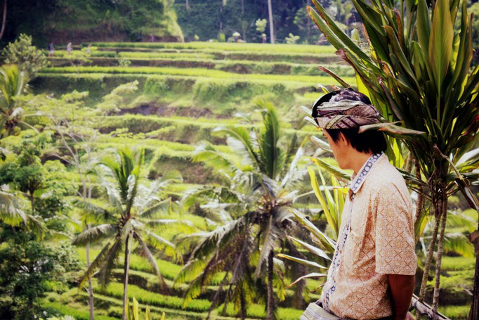 Reisterrassen in Ubud