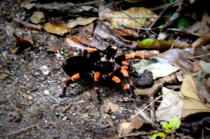 Tierwelt in Costa Rica