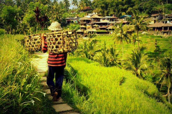 Bauer in den Reisterrassen von Ubud