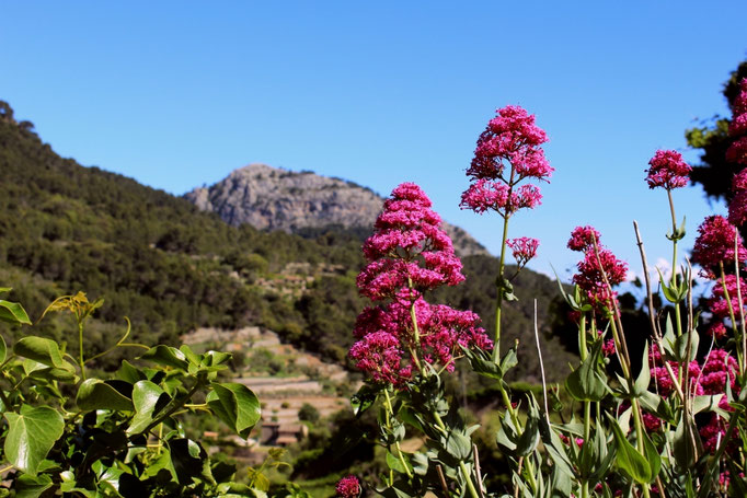 Valldemossa