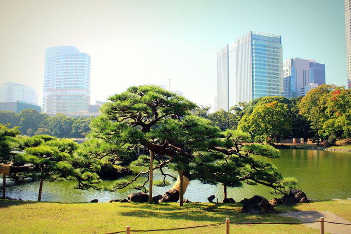 Hamarikyu Gardens 