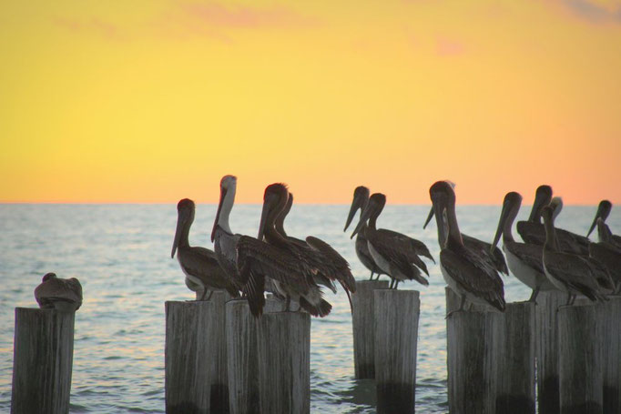 Naples, Florida
