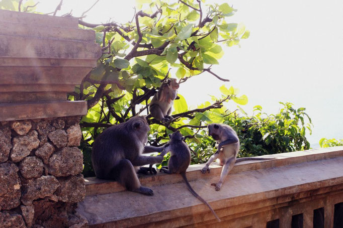 Freilebende Affen am Uluwatu Tempel