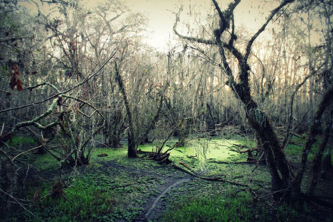 Everglades, Florida