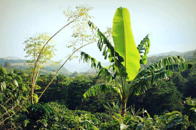Kaffeeplantage in Monteverde, Costa Rica