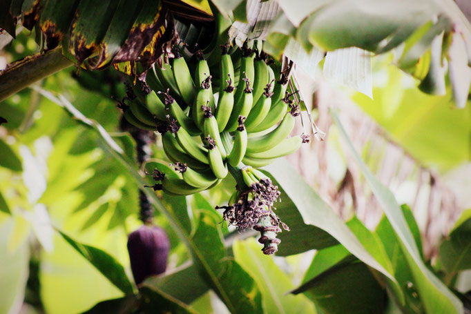 Bananenstaude in Costa Rica