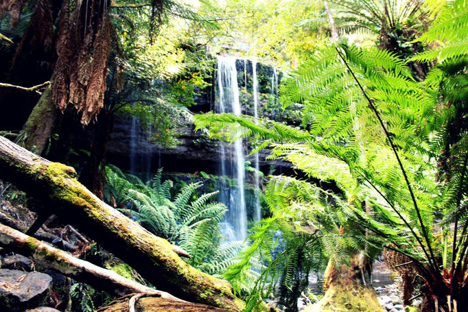 Mount-Field-Nationalpark, Tasmanien
