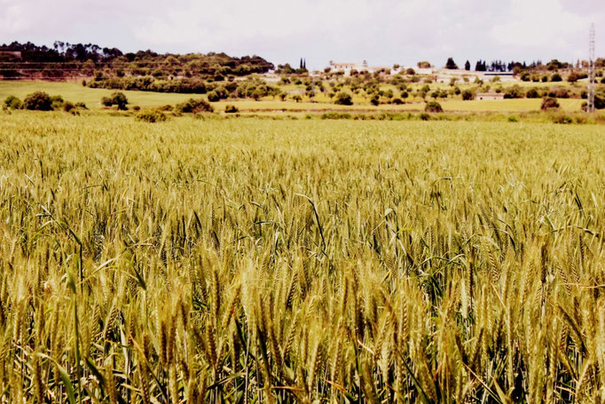 Landschaft bei Santa Margalida