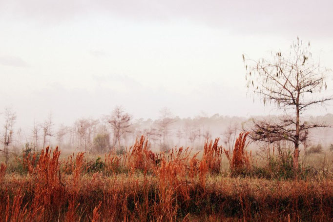 Everglades, Florida
