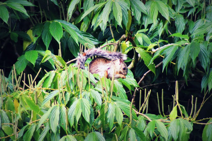 Tierwelt in Costa Rica