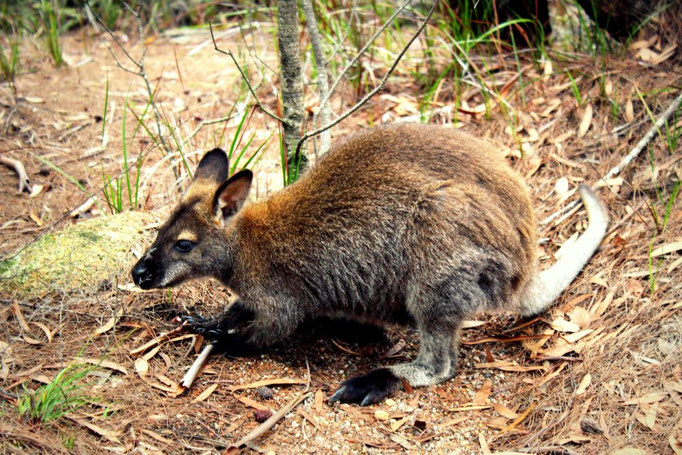 Freycinet Nationalpark in Tasmanien