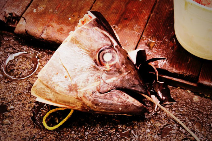 Auf dem Tsukiji Fischmarkt