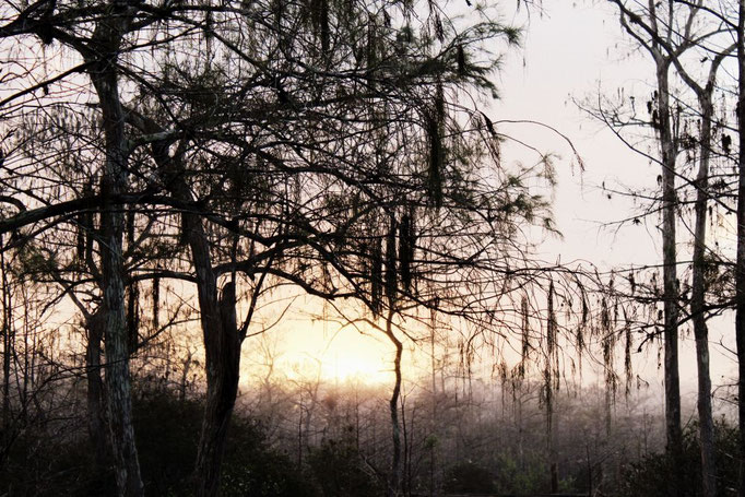 Everglades, Florida