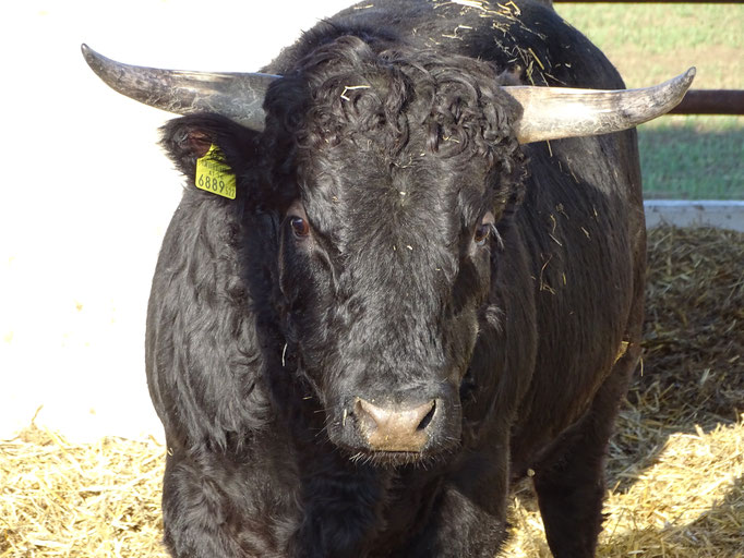 Wer ist der schönste Dexter Stier im ganzen Land