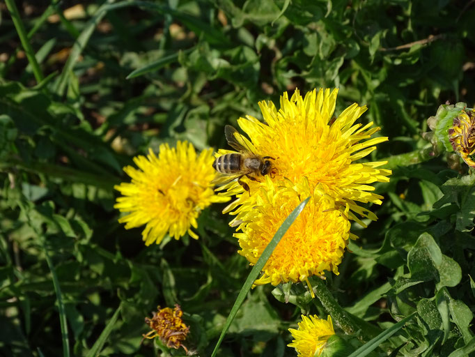 Biodiversität