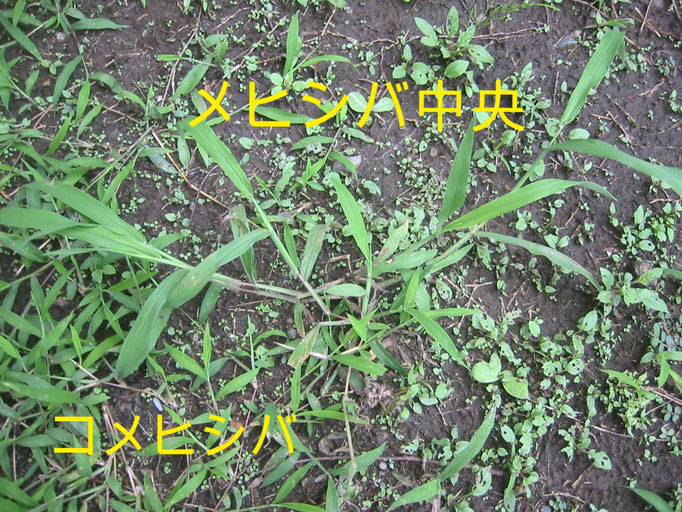 雀ノカタビラ 雀ノヒエ 雄ヒシバ 雌ヒシバ 小雌ヒシバ エノコログサ 行儀芝 アルカス植物図鑑