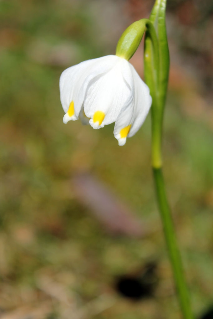 Frühling - Haus Löger Apartments - Windischgarsten