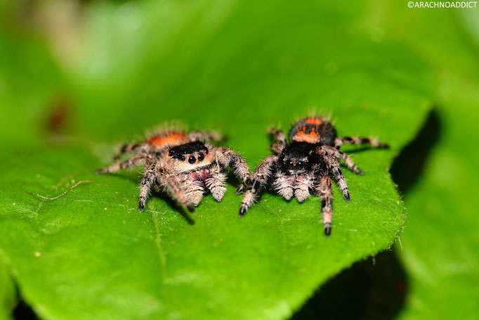 0.2 Phidippus regius soroa