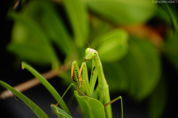 0.1 Mantis religiosa cf. eichleri