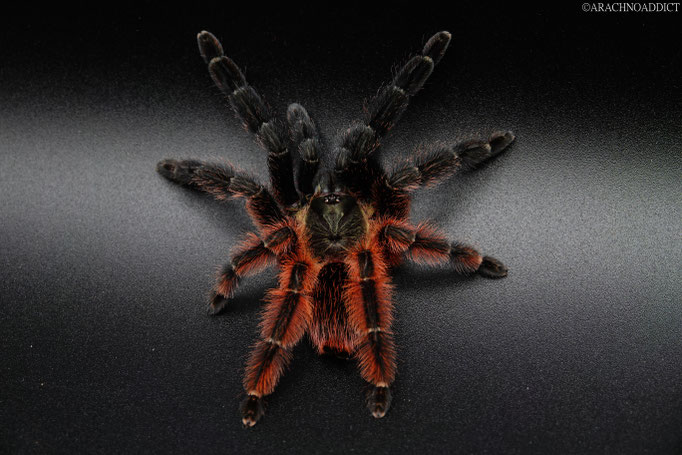 0.1 Psalmopoeus victori