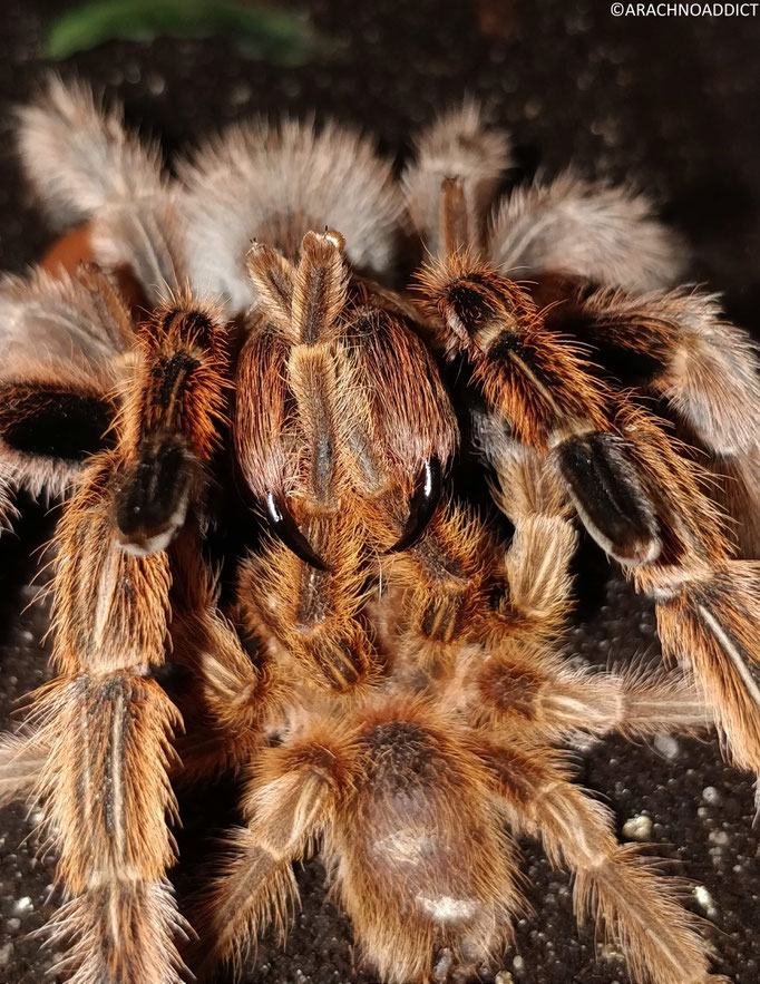 1.1 Grammostola rosea