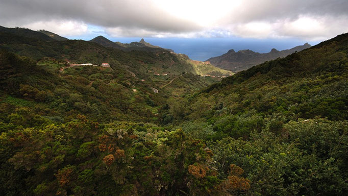 Bosque de la Mercedes