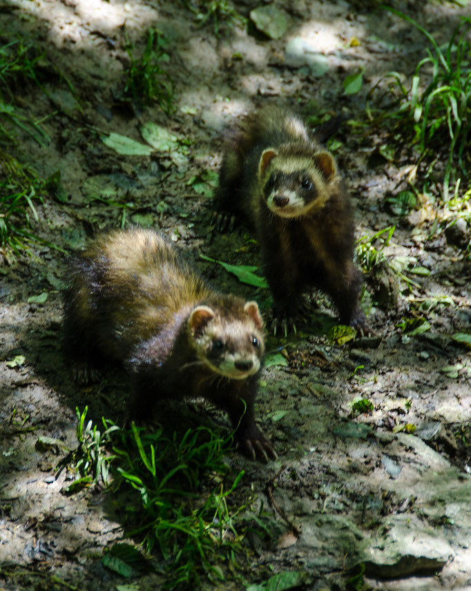 Besuch im Tierpark Bad Mergentheim, Juni 2016 - Helmut's ...