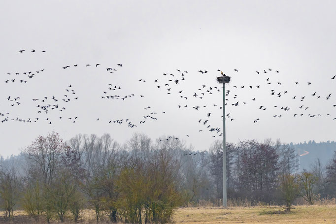 Drei große Fluggeschwader bestehend aus mehreren hundert Gänsen überfliegen bzw. landen im Altmühlsee