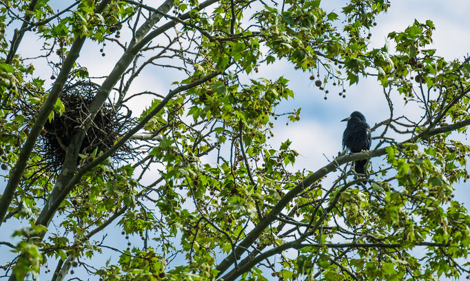 Einer der schwarzen Rabenvögel die für die Schließung des Spielplatzes im Rosengarten verantwortlich sind