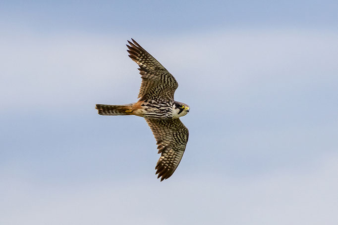 Baumfalke, Neeracherried ZH, 31.07.2021