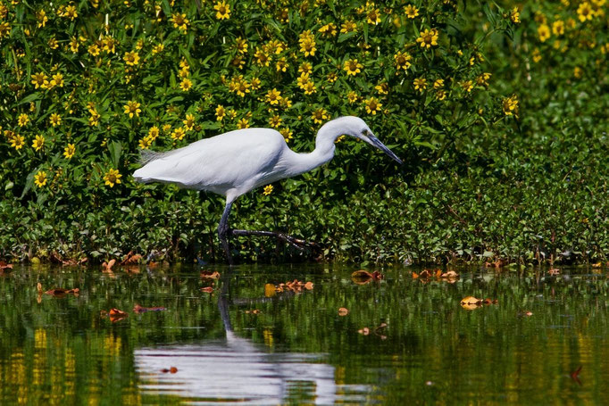 Seidenreiher, Klingnauerstausee, 8. 9. 2014
