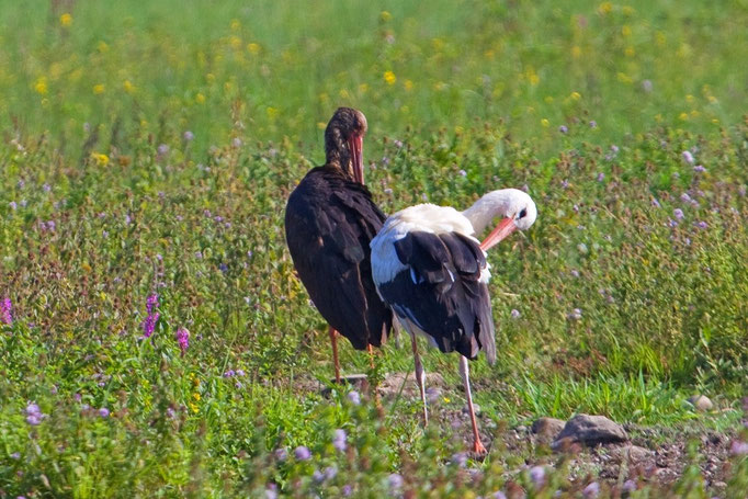 Schwarzstorch mit Weissstorch, Neeracherried 13. 8. 2011
